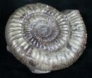 Large Pyritized Dactylioceras Ammonite #9718-1